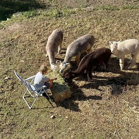Affittacamere Experience Alpacas In Andalucia Cordova