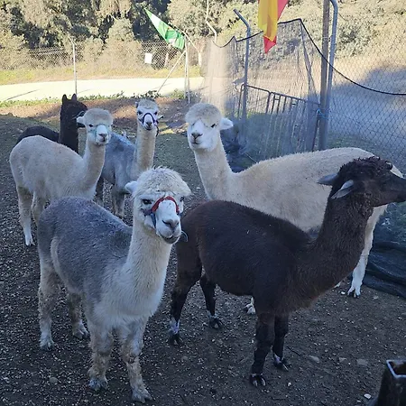 Experience Alpacas In Andalucia Apartment
